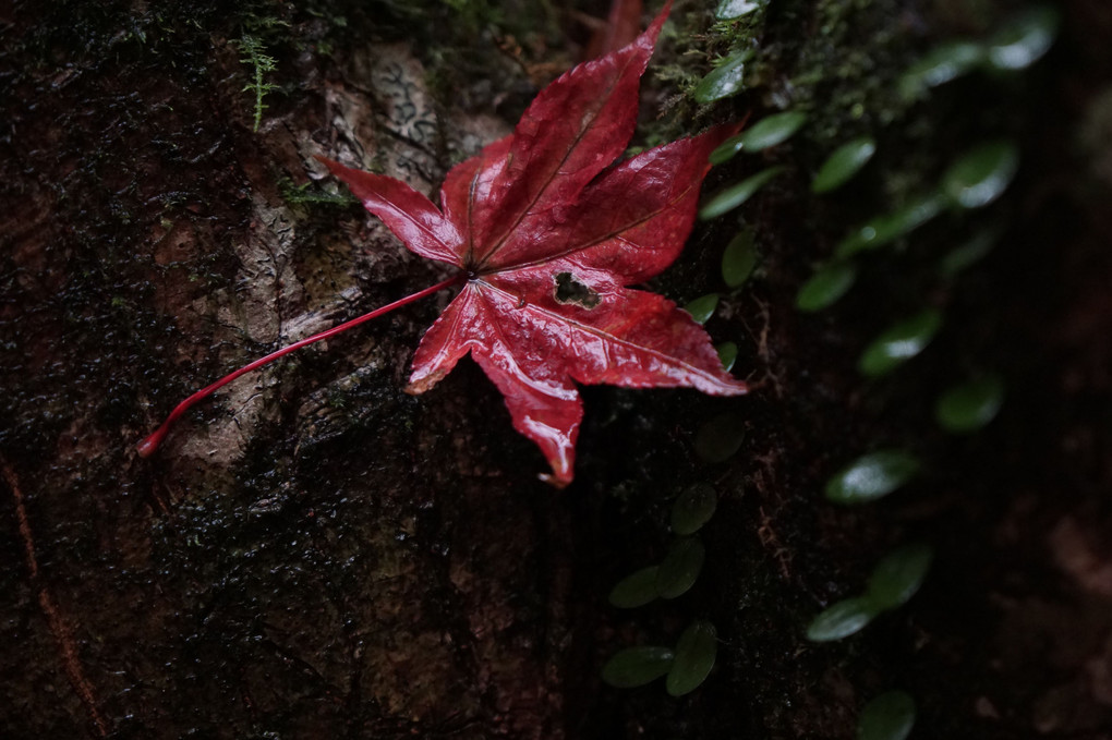 雨に濡れて