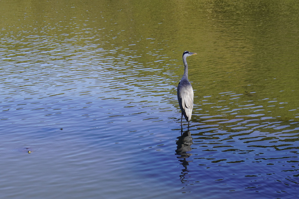 三渓園歩き　　鳥