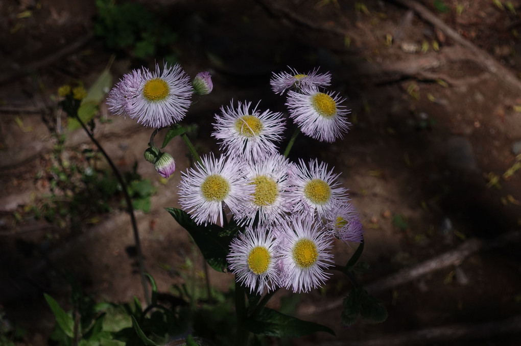 野の花