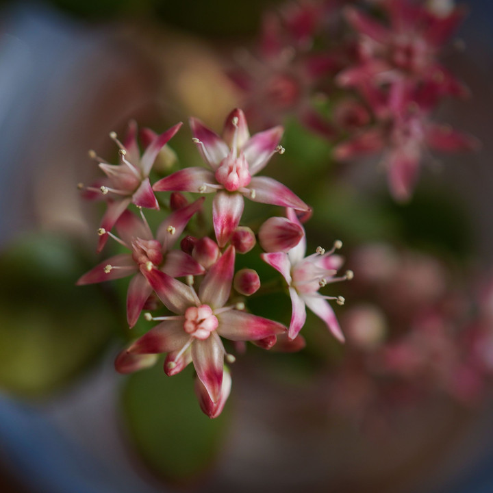 金の生る木の花