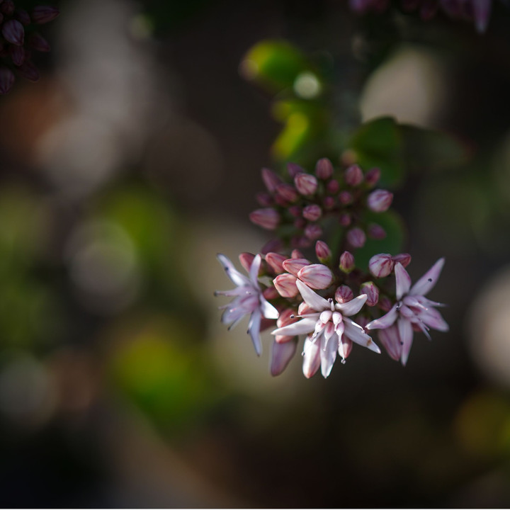 金の生る木の花