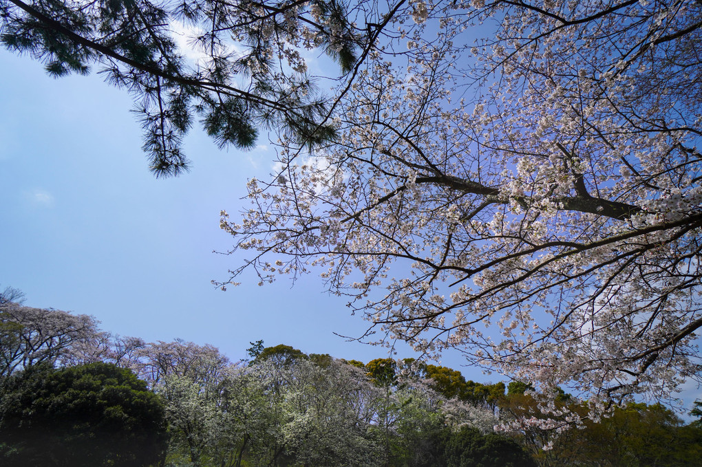 さくら　桜
