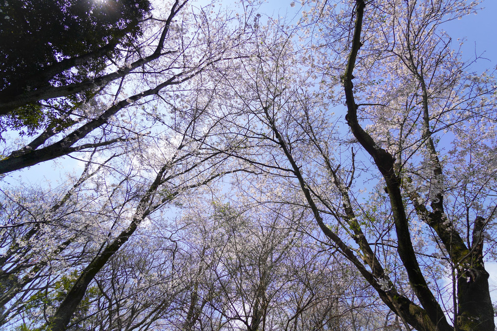 さくら　桜