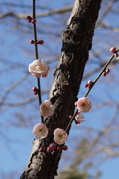 三渓園　梅の花　