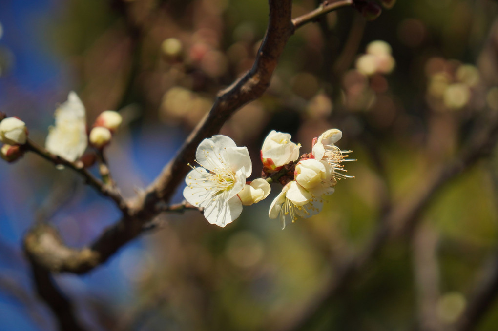 三渓園　梅の花　