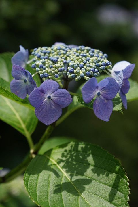 紫陽花