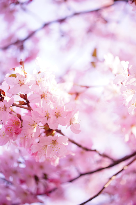 札幌も桜が咲いたよ