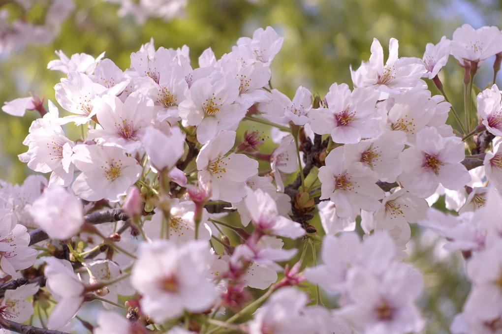 桜…満開