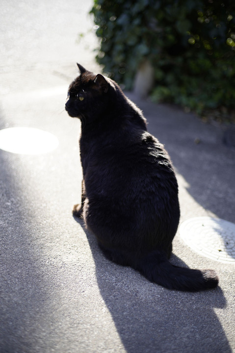 ゐる猫たち#19黒いボス猫