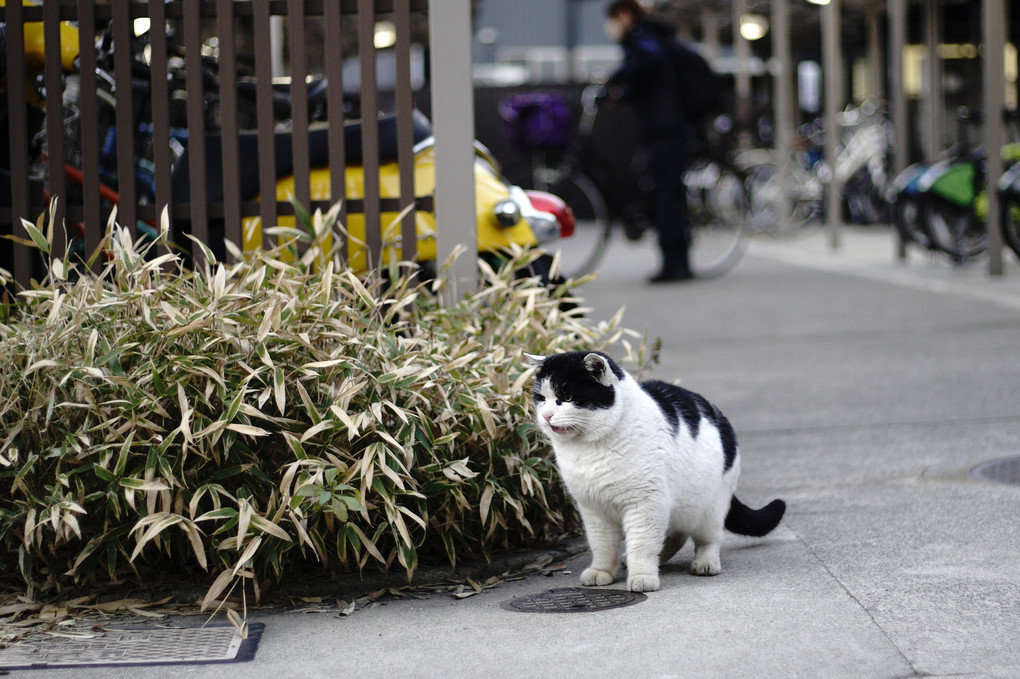 ゐる猫たち#27呼び名が色々・・