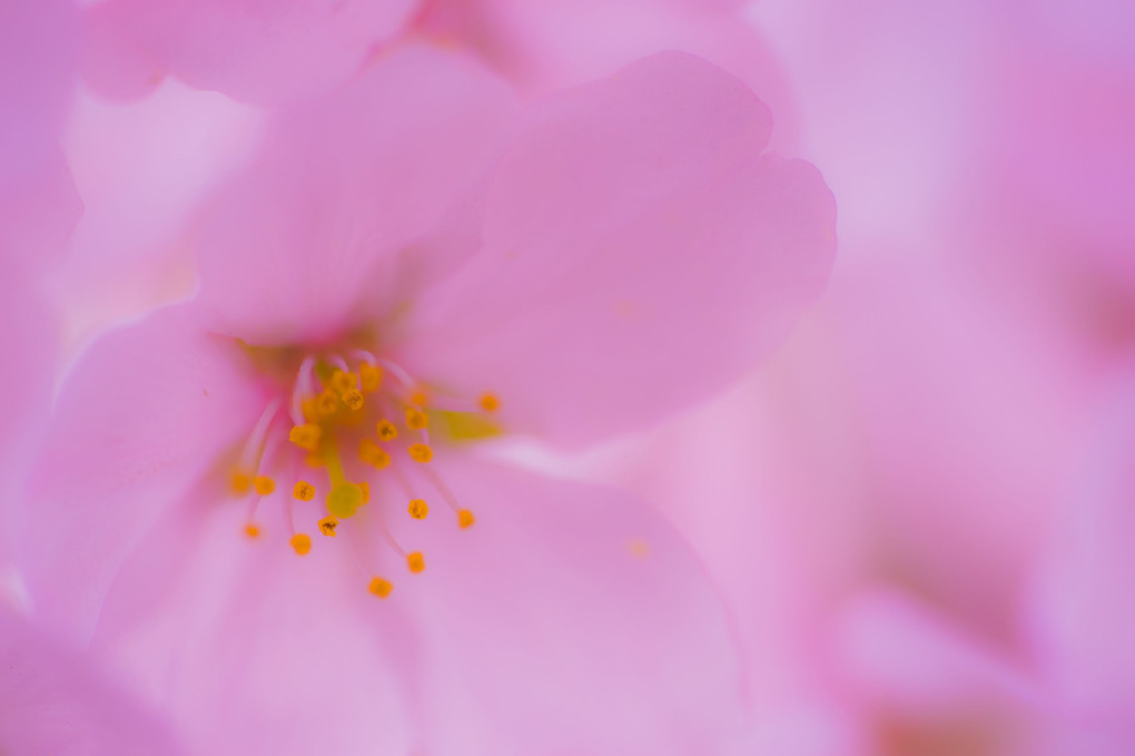 桜花