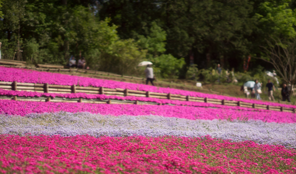 羊山公園「芝桜の丘」　段々畑Ver