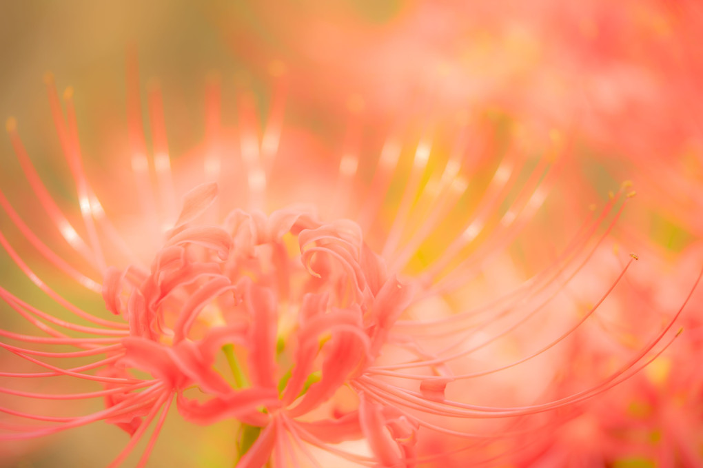 彼岸花＠祖光院