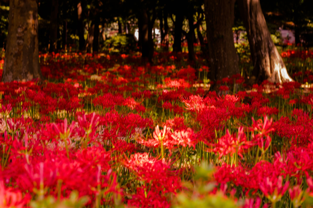 彼岸花＠祖光院