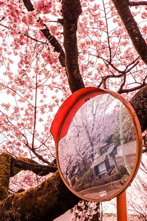 安行桜＠密蔵院