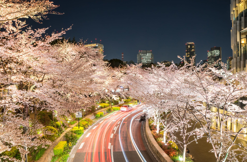 東京桜日和