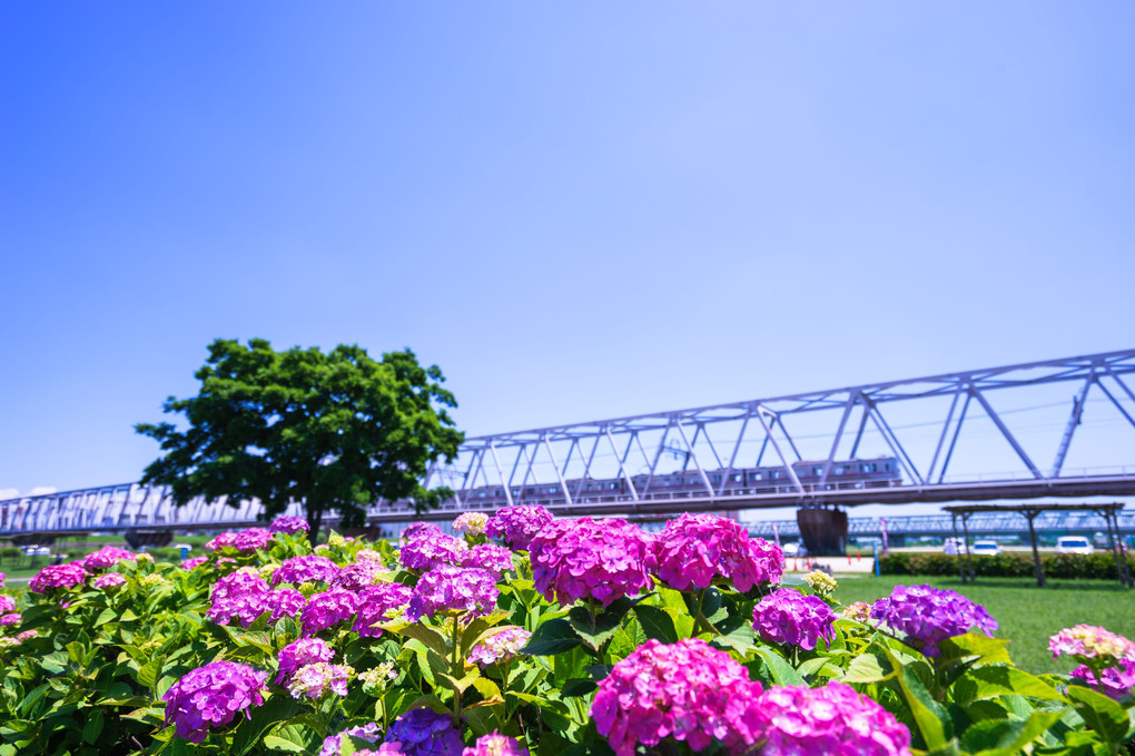 小岩菖蒲園祭り