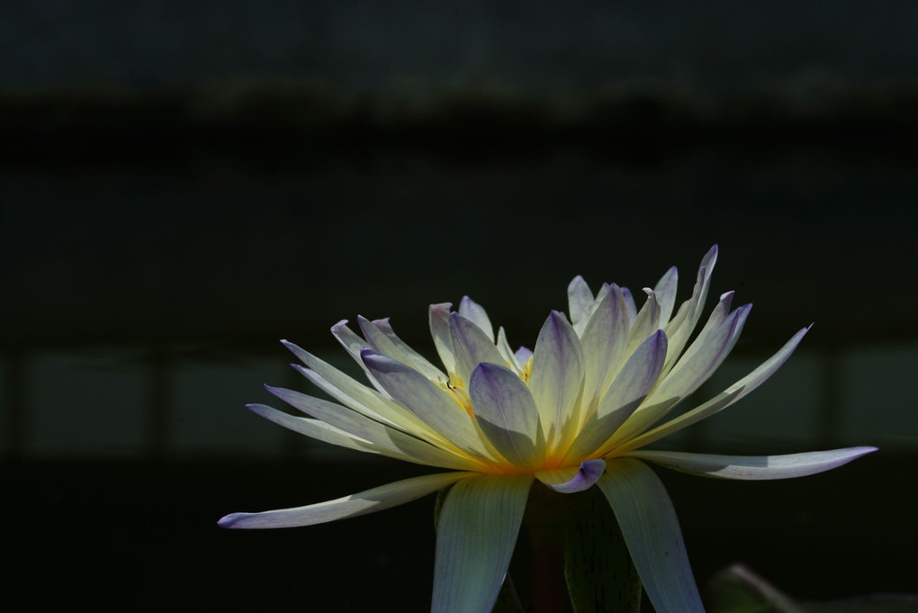 ため息 ～αcafe体験会 望遠レンズで植物園のお花撮影を楽しむ～