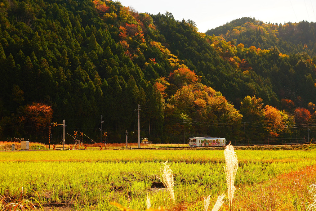 秋の長良川鉄道