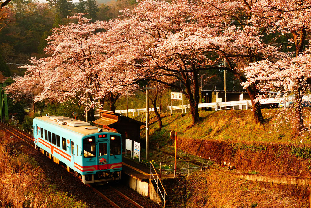 樽見鉄道　桜