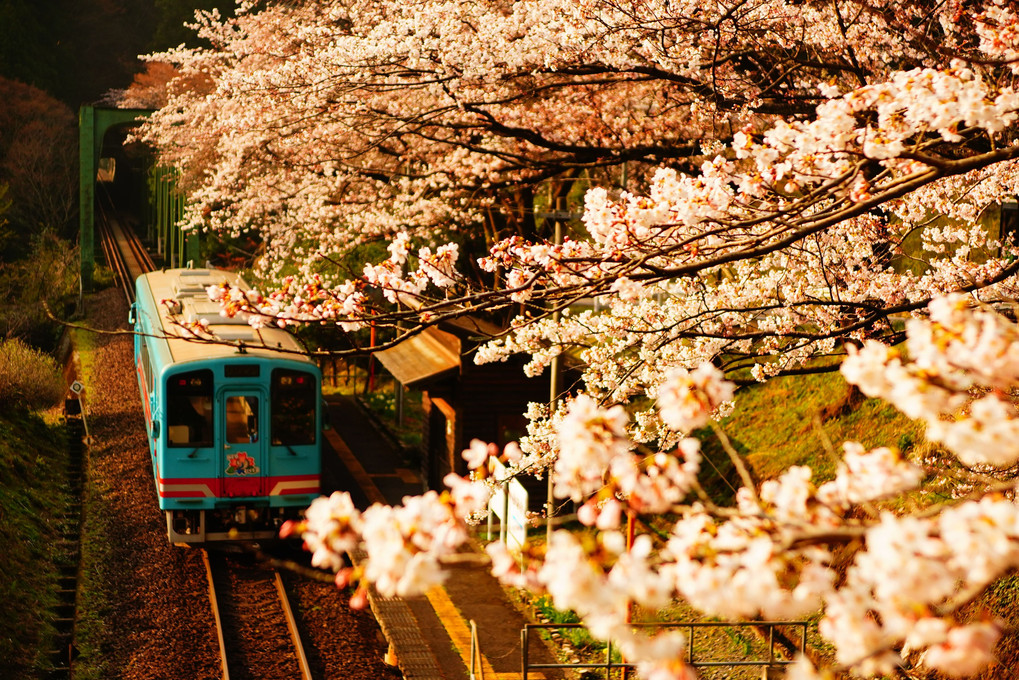 樽見鉄道　桜