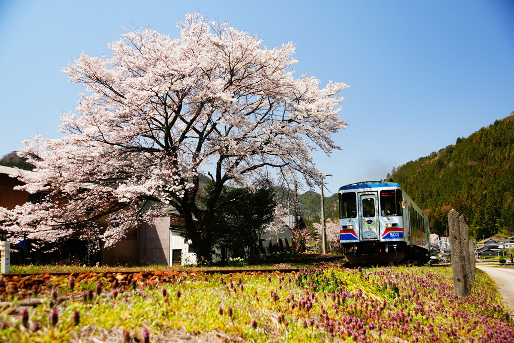 長良川鉄道　～春、桜～