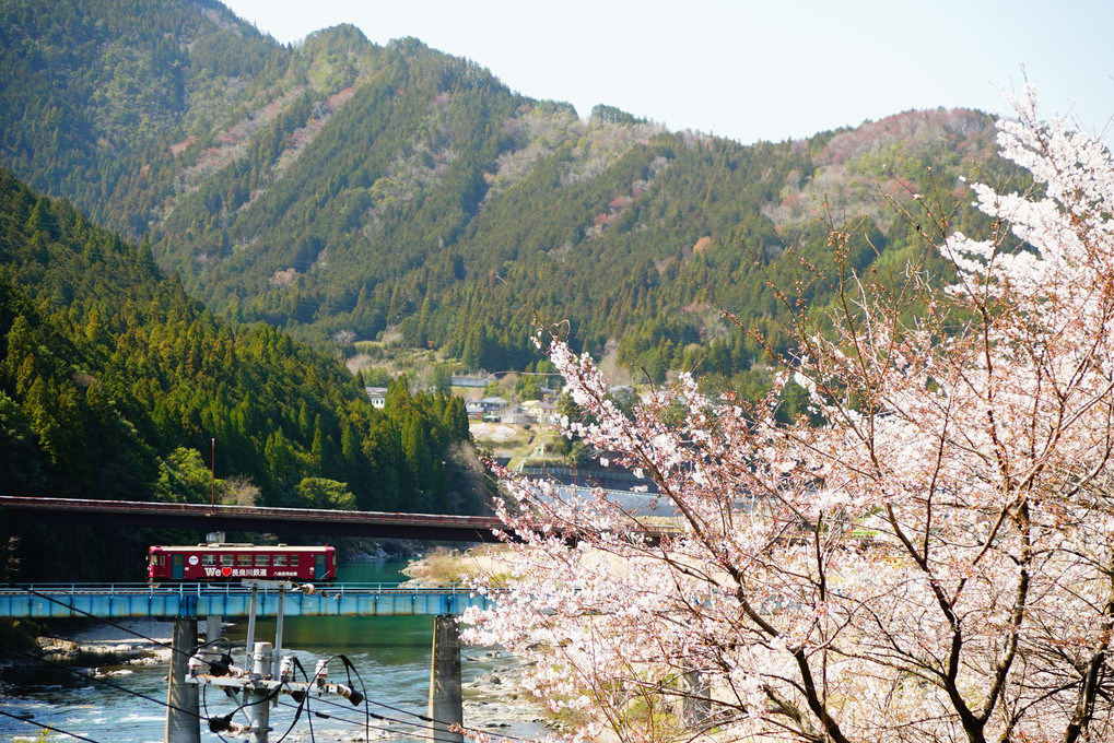 長良川鉄道　～春、桜～