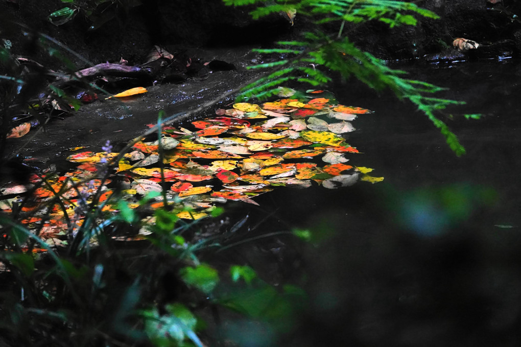 秋の宝池