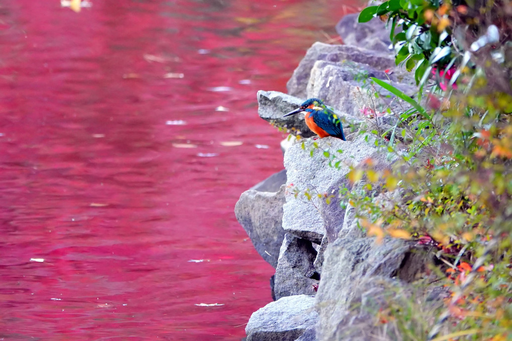 紅水面・カワちゃん