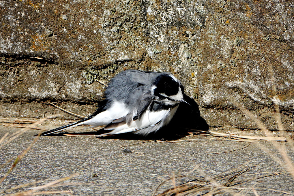 超・開放的な鳥さん