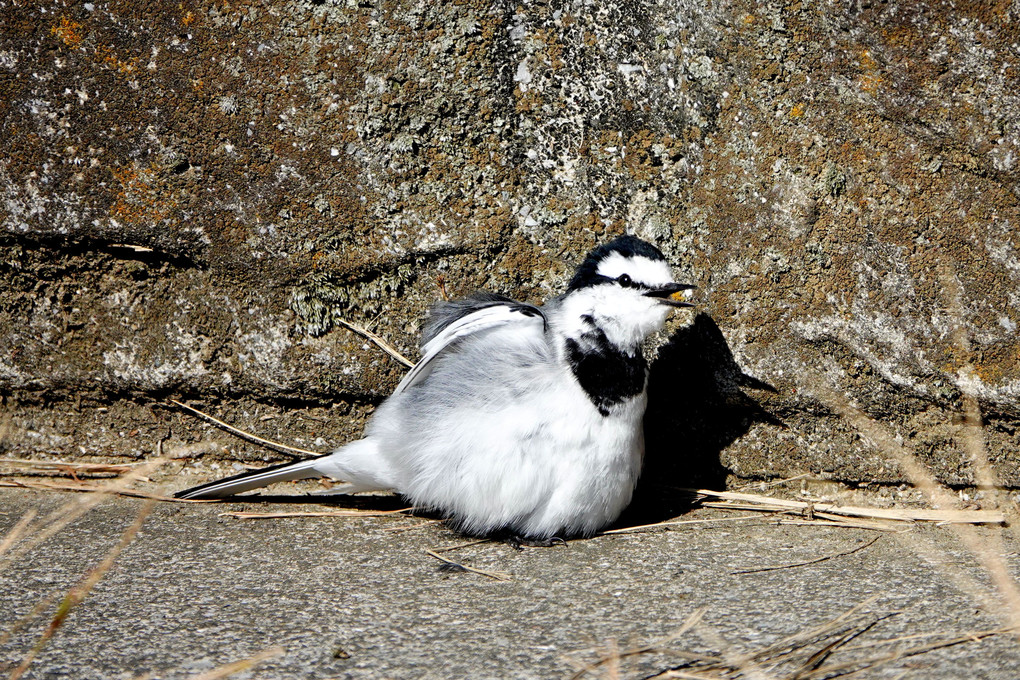 超・開放的な鳥さん