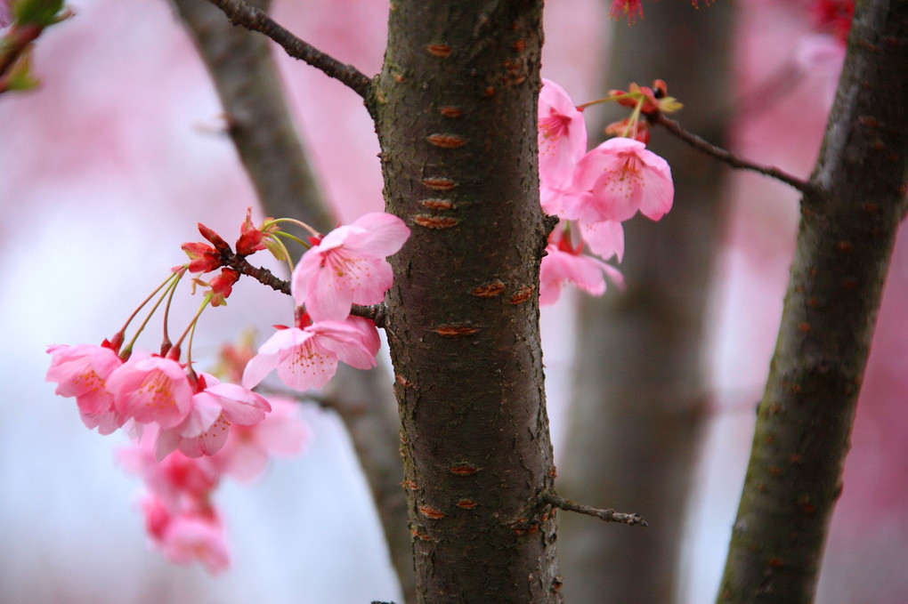 河津桜満開