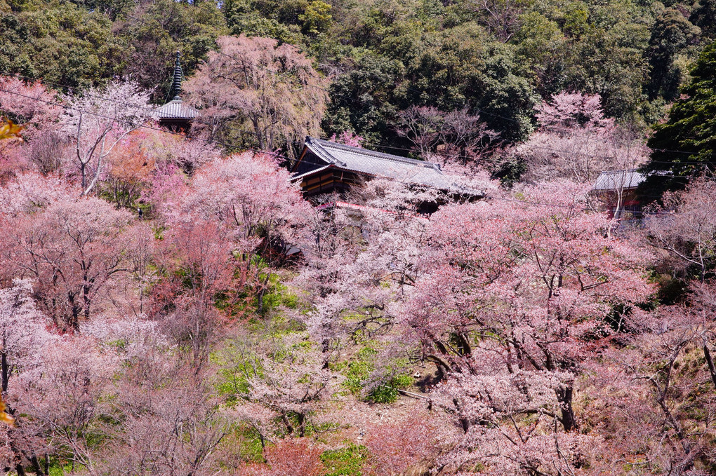 奈良県　吉野桜