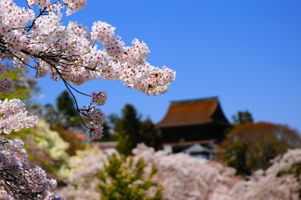 奈良県　吉野桜