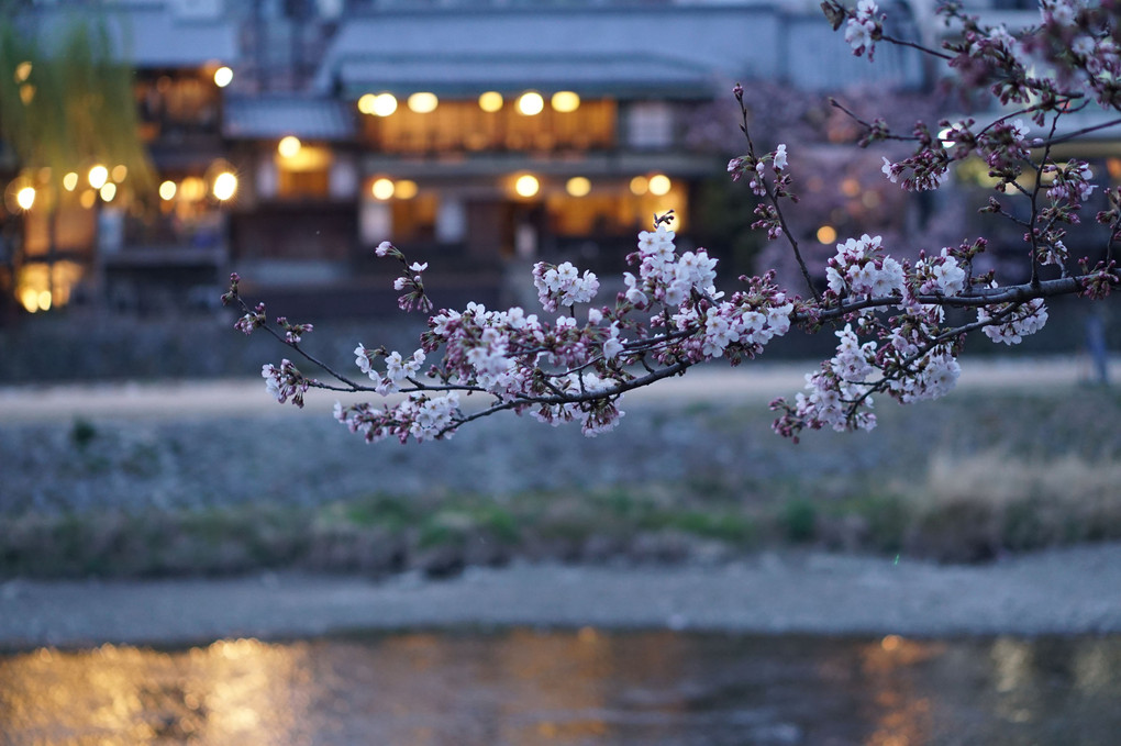 鴨川の宵