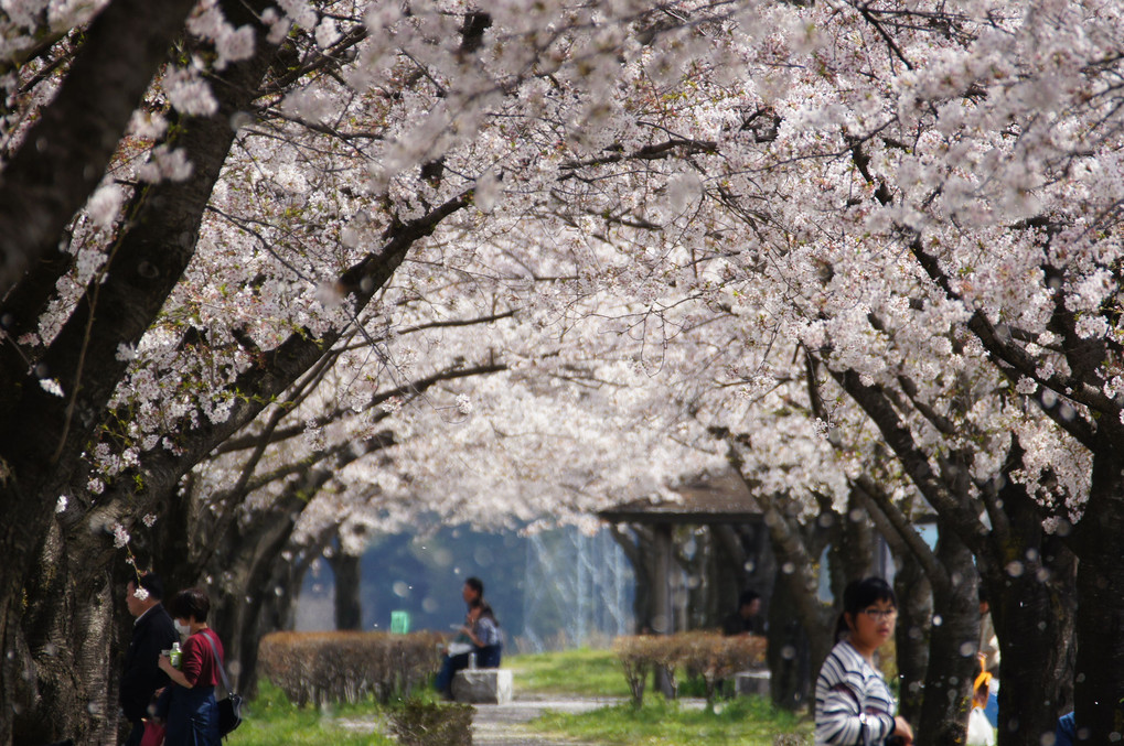 桜回廊