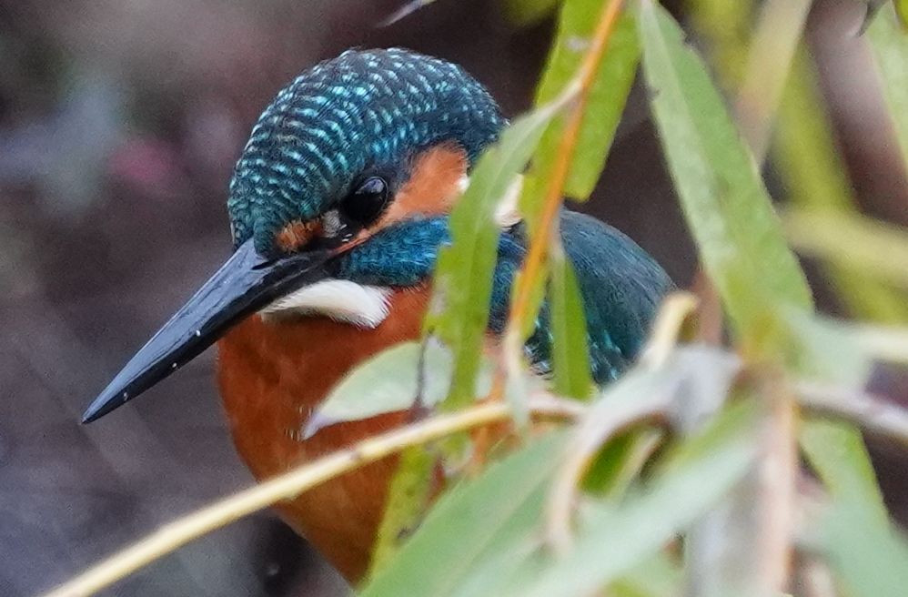 600mm/4240万画素のカワセミくん