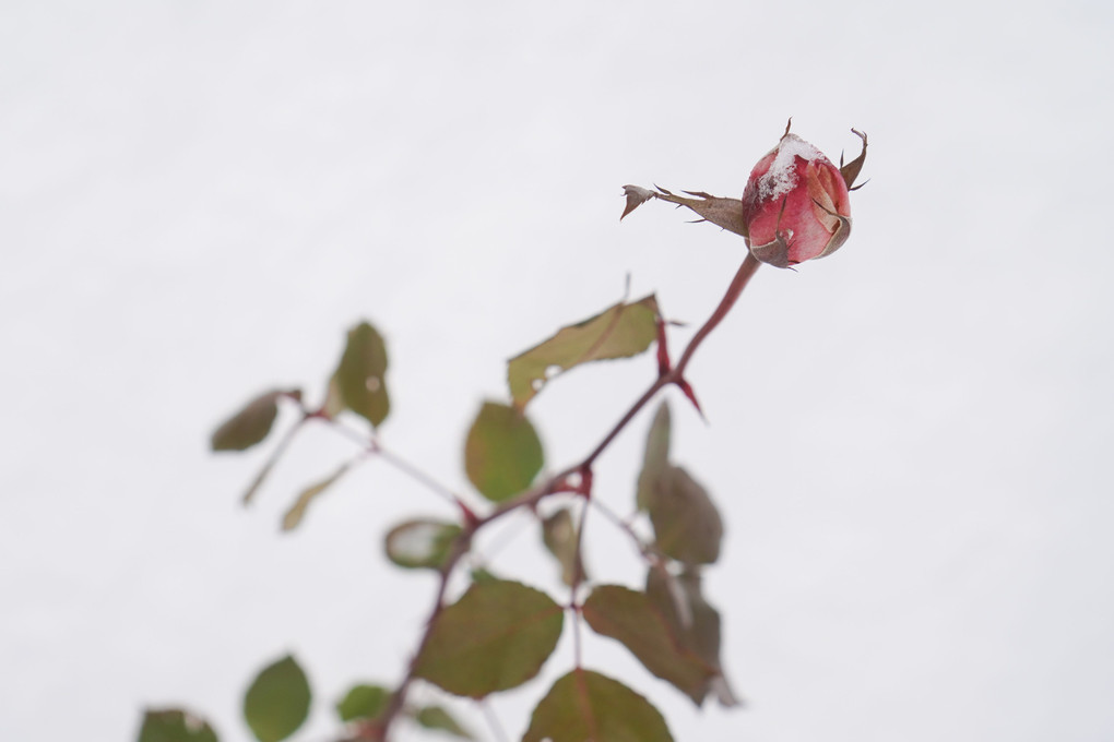 花開くまで