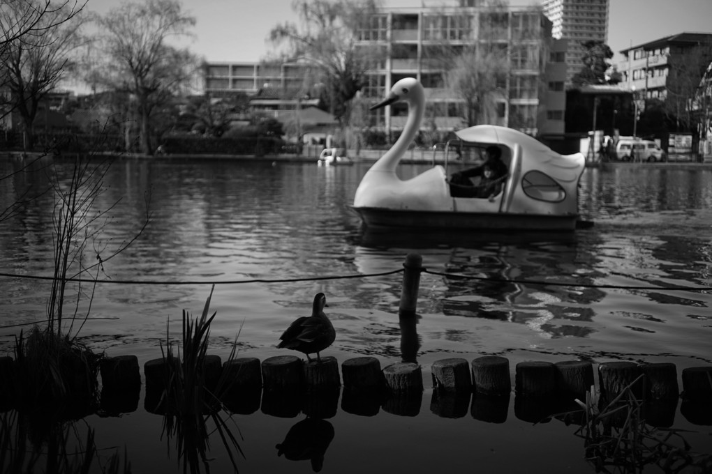 Swan & Duck