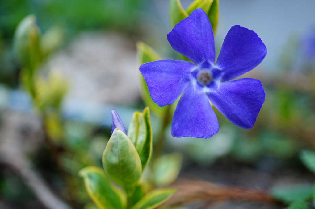 実家で出会った紫の花