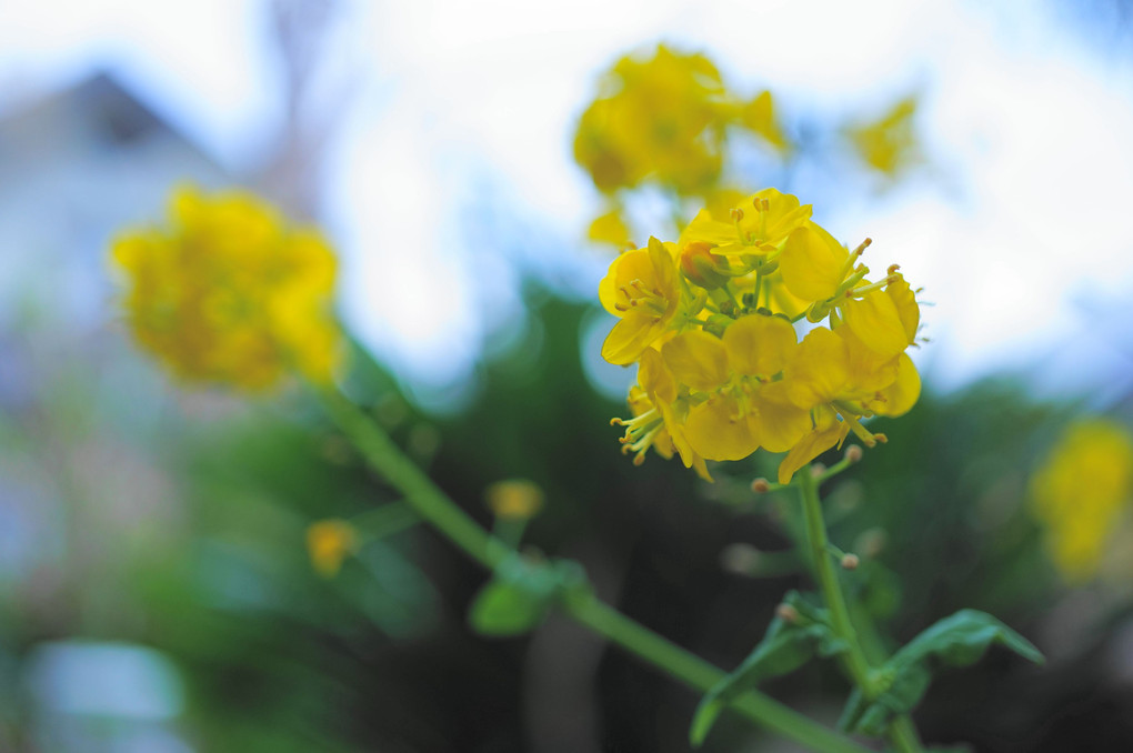 まだまだ実家の花