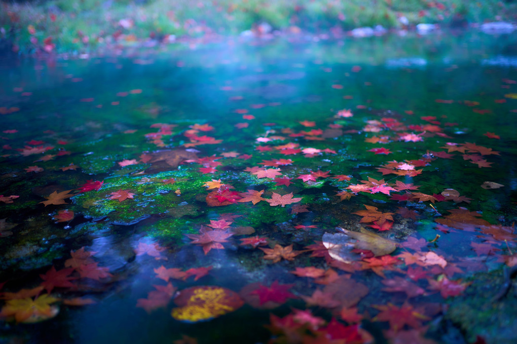 森の温泉に紅葉の訪れ