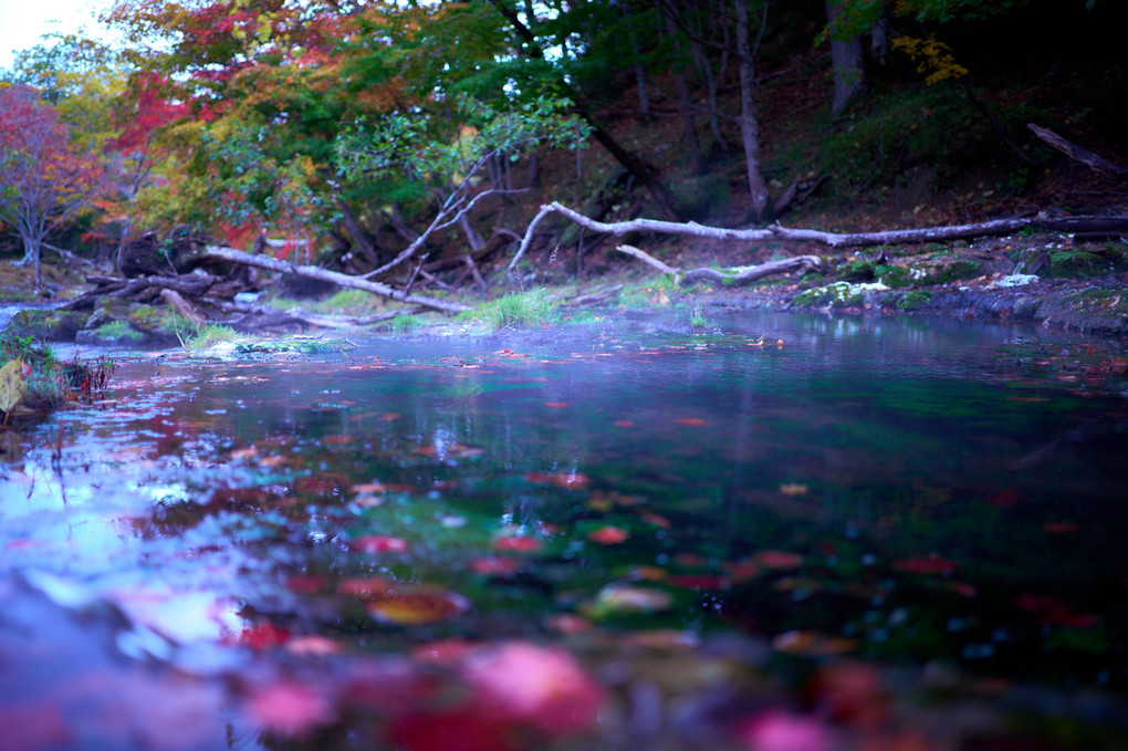 森の温泉に紅葉の訪れ