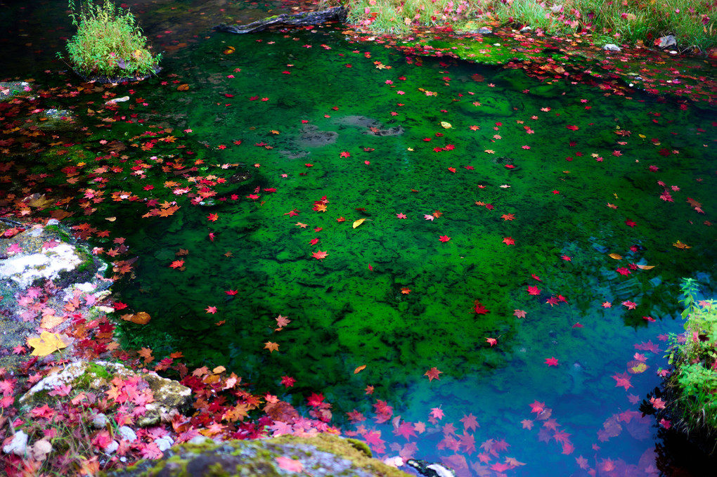 森の温泉に紅葉の訪れ