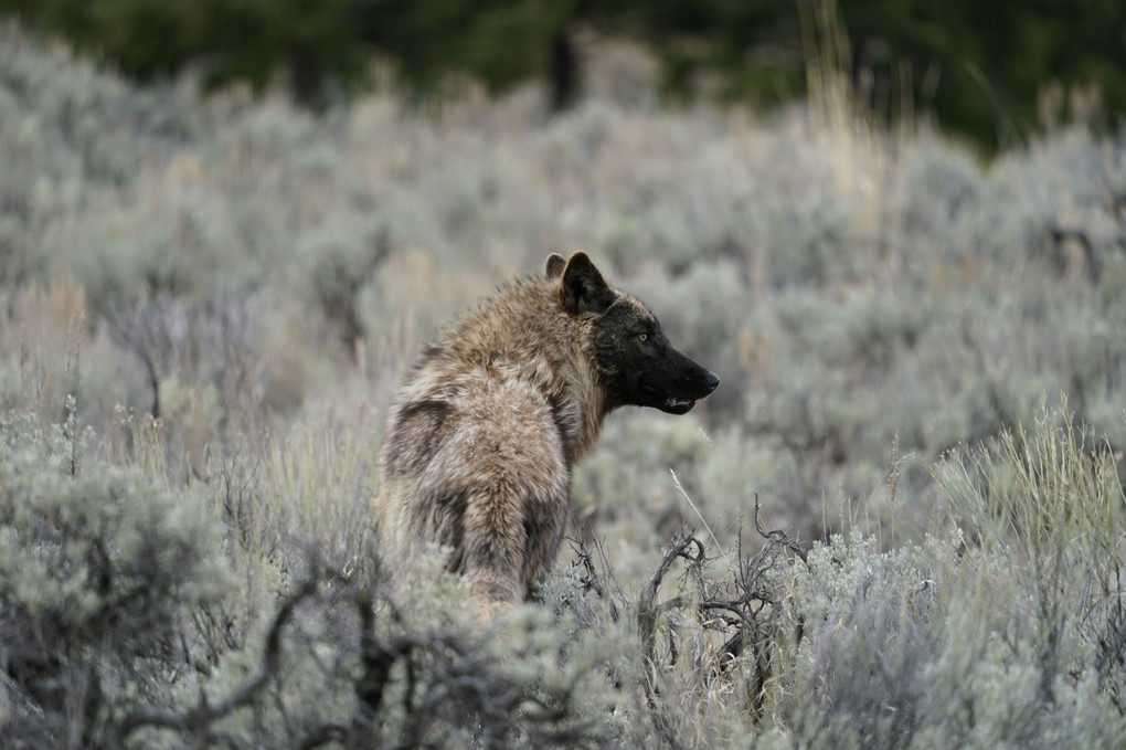 Yearling wolf