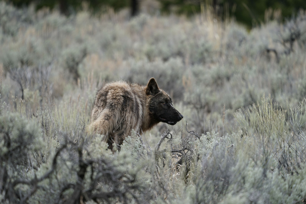 Yearling wolf