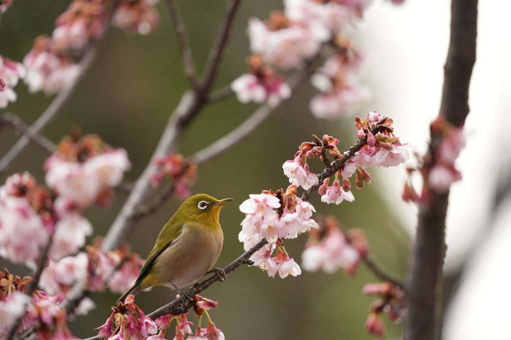 Primavera