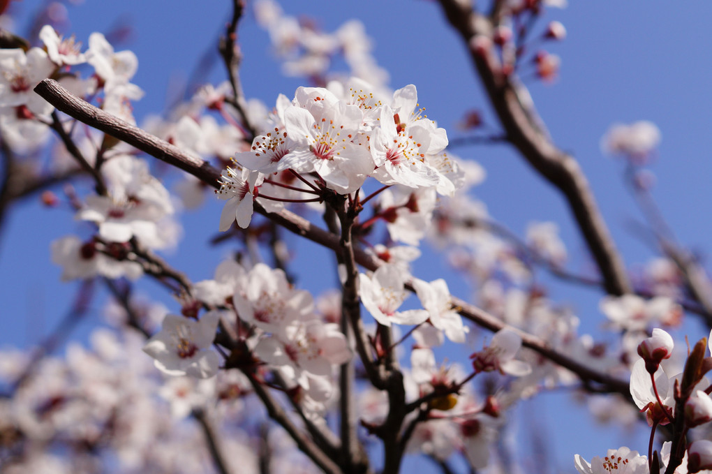 近所にて早咲き桜