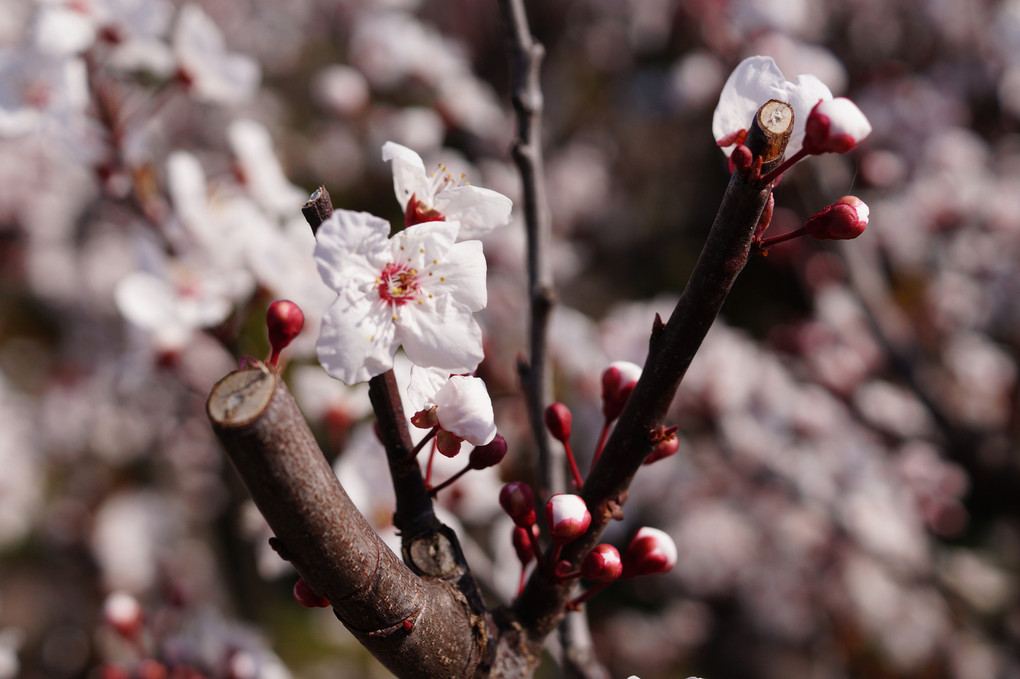 近所にて早咲き桜