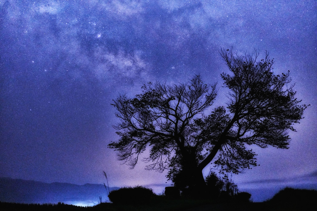 前原の一本桜